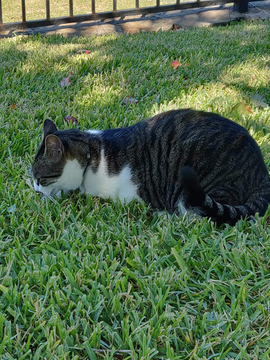 Golf Course «Hackberry Creek Country Club», reviews and photos, 1901 W Royal Ln, Irving, TX 75063, USA