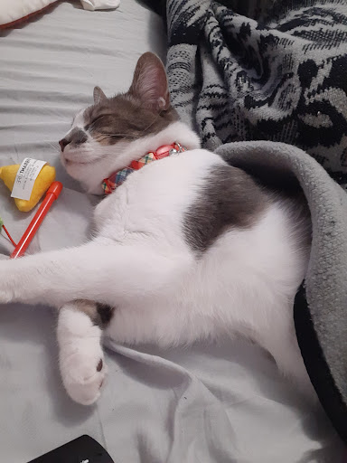 Pet Supply Store «Petco Animal Supplies», reviews and photos, 298 Spring Creek Drive, Franklin, TN 37067, USA