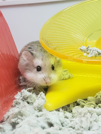 Pet Supply Store «Petco Animal Supplies», reviews and photos, 1483 NJ-23 #14b, Kinnelon, NJ 07405, USA