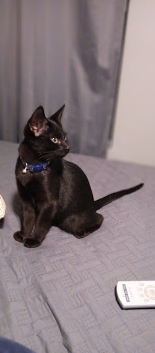 Pet Supply Store «PetSmart», reviews and photos, 9960 N 91st Ave, Peoria, AZ 85345, USA