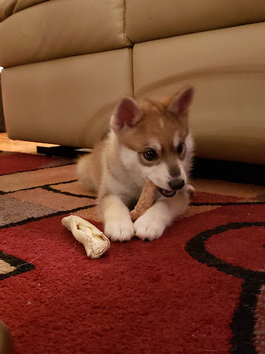 Pet Supply Store «Premier Pet Supply», reviews and photos, 63 W Auburn Rd, Rochester Hills, MI 48307, USA