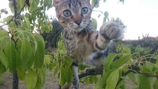 Clínica Veterinaria Ciudad de Badajoz en Badajoz