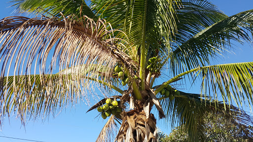 Park «Liberty Tree Park», reviews and photos, 7421 NW 5th St, Plantation, FL 33317, USA