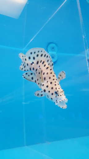 Pet Store «The Aquarium & Fish Store», reviews and photos, 710 W Lumsden Rd, Brandon, FL 33511, USA