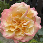 Photo n°1 de l'avis de Berndt.o fait le 23/06/2022 à 07:30 sur le  Leibgericht à Hamburg