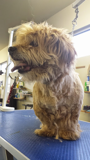 Bubbles and Bows Pet Spa