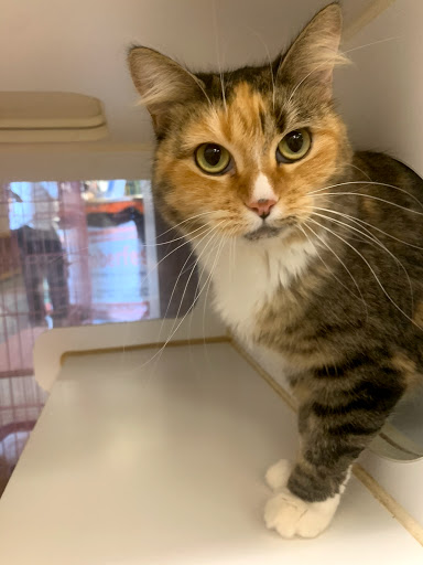 Friends of Upland Animal Shelter image