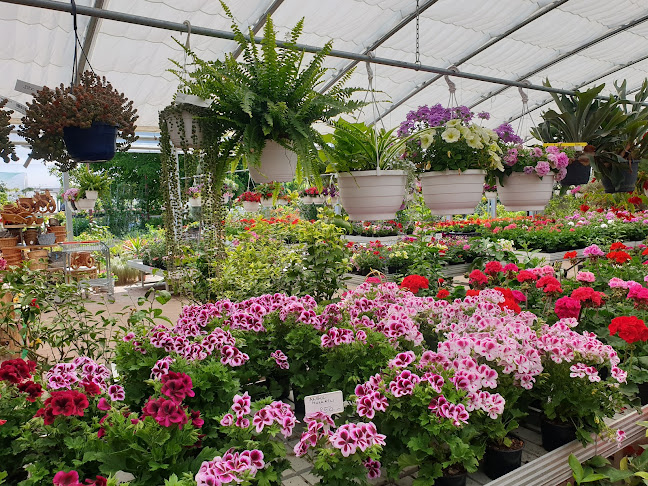 Comentarii opinii despre Keresztúri Kertészet