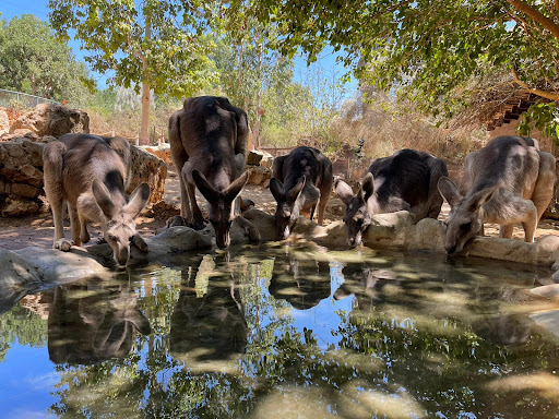 The Tisch Family Zoological Gardens in Jerusalem גן החיות התנכי של ירושלים על שם משפחת טיש