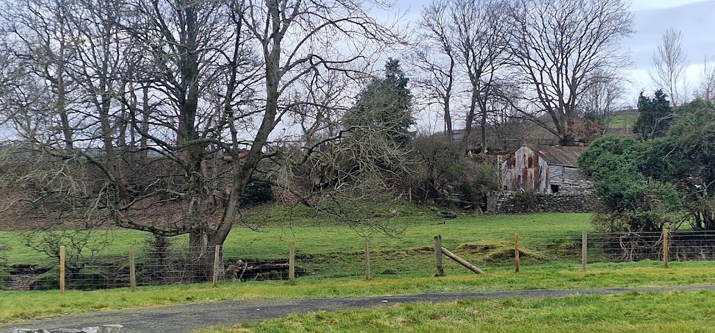 Llangernyw Yew by null