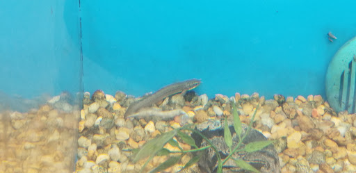 Pet Supply Store «PetSmart», reviews and photos, 7850 W Commercial Blvd, Lauderhill, FL 33351, USA