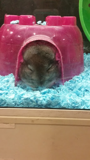 Pet Supply Store «PetSmart», reviews and photos, 12483 Limonite Ave, Mira Loma, CA 91752, USA