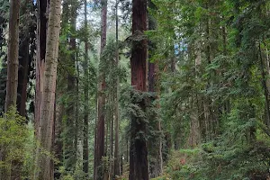 Sequoia Park Garden image
