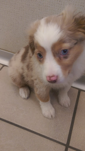 the family puppy of fountain walk