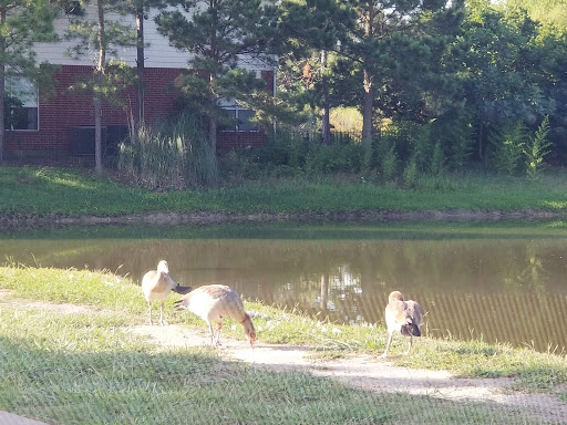 Golf Course «Heron Lakes Golf Course», reviews and photos, 7910 North Sam Houston Pkwy W, Houston, TX 77064, USA