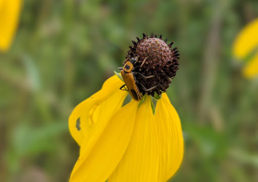 Nature Preserve «Fort Sheridan Forest Preserve», reviews and photos, 117 Sheridan Rd, Lake Forest, IL 60045, USA