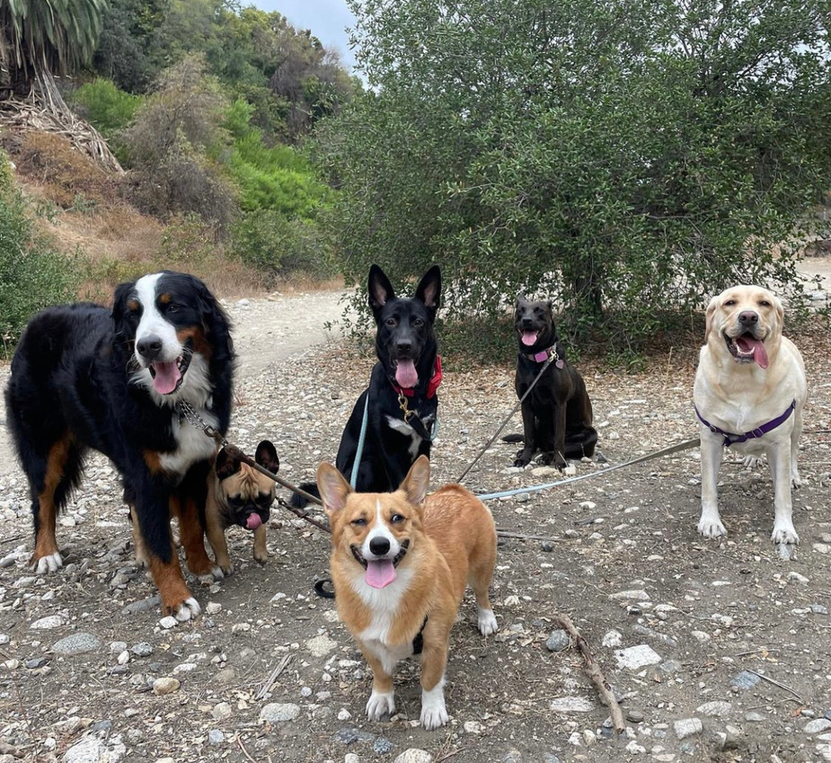 The Pack Dog Daycare & Training