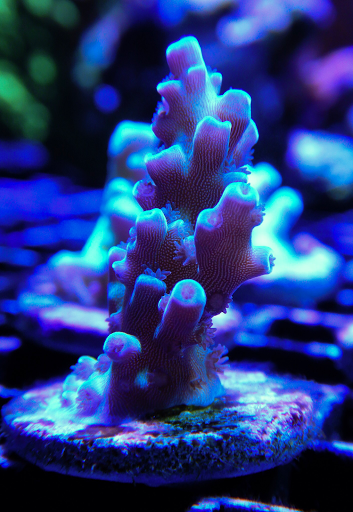 Tropical Fish Store «Elite Reef», reviews and photos, 8410 Wadsworth Blvd F, Arvada, CO 80003, USA