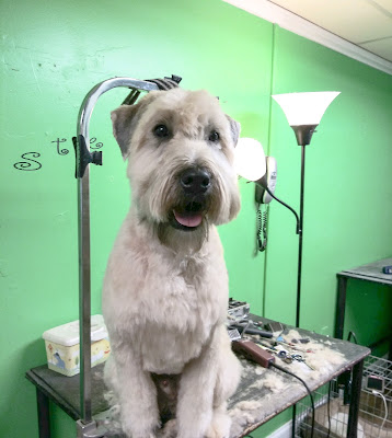 J R's Pet Grooming and Boarding
