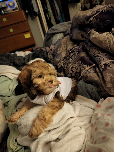 Pet Store «Dream Puppys», reviews and photos, 1461 Westgate Pkwy, Dothan, AL 36303, USA