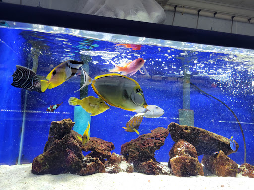 Tropical Fish Store «Emmons Tropical Fish & Ponds», reviews and photos, 1612 Hopmeadow St, Simsbury, CT 06070, USA