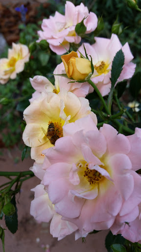 Winery «Post Familie Vineyards», reviews and photos, 1700 St Marys Mountain Rd, Altus, AR 72821, USA