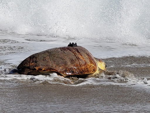 Animal Hospital «Loggerhead Marinelife Center», reviews and photos, 14200 U.S. Hwy 1, Juno Beach, FL 33408, USA