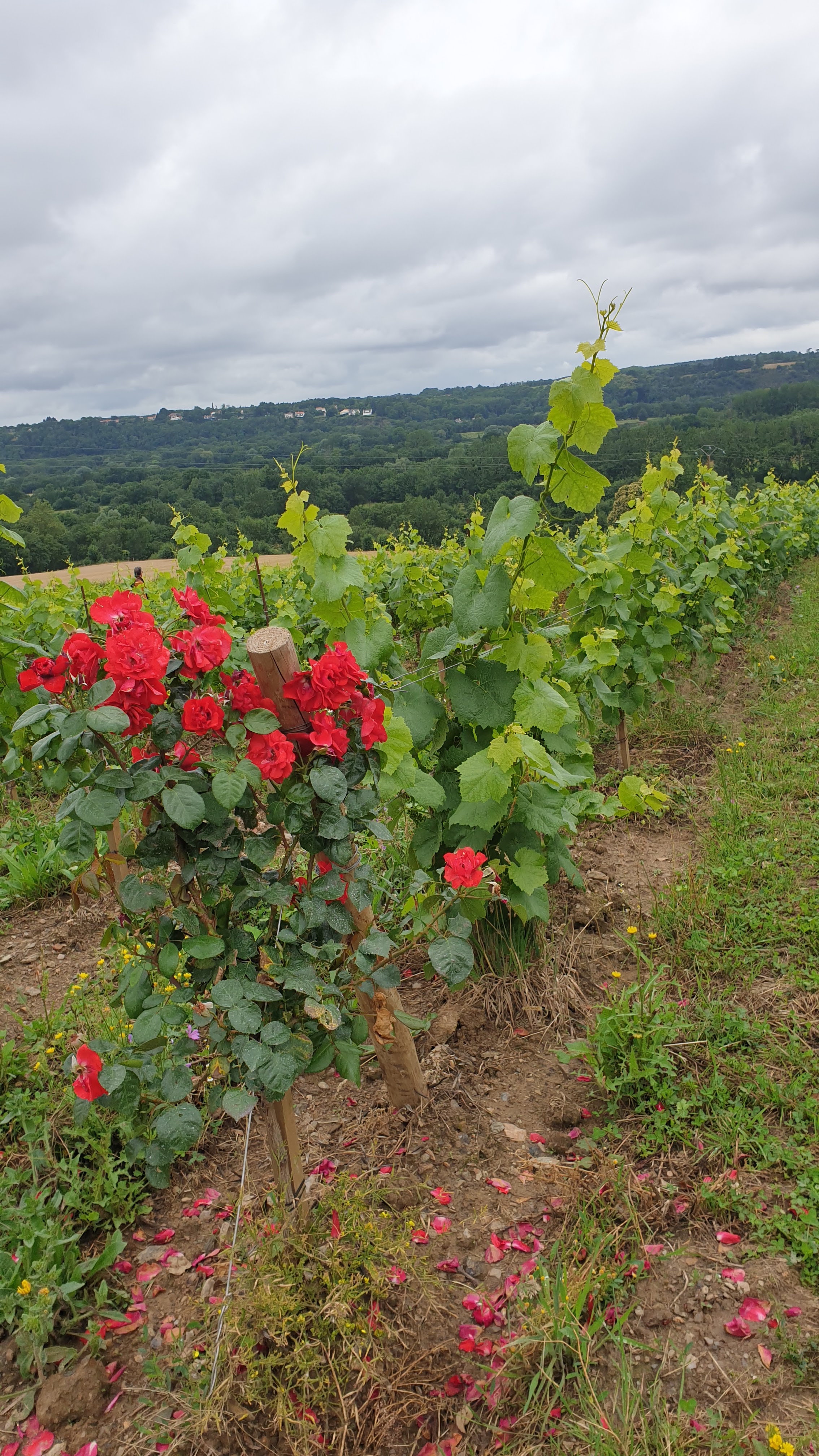 Photo n° 2 de l'avis de Gisou.i fait le 27/06/2021 à 10:32