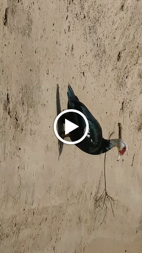 Performing Arts Theater «Wortham Theater Center», reviews and photos, 501 Texas Ave, Houston, TX 77002, USA