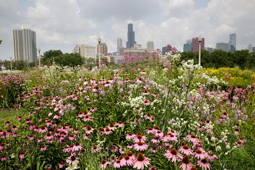 Museum «The Field Museum», reviews and photos, 1400 S Lake Shore Dr, Chicago, IL 60605, USA
