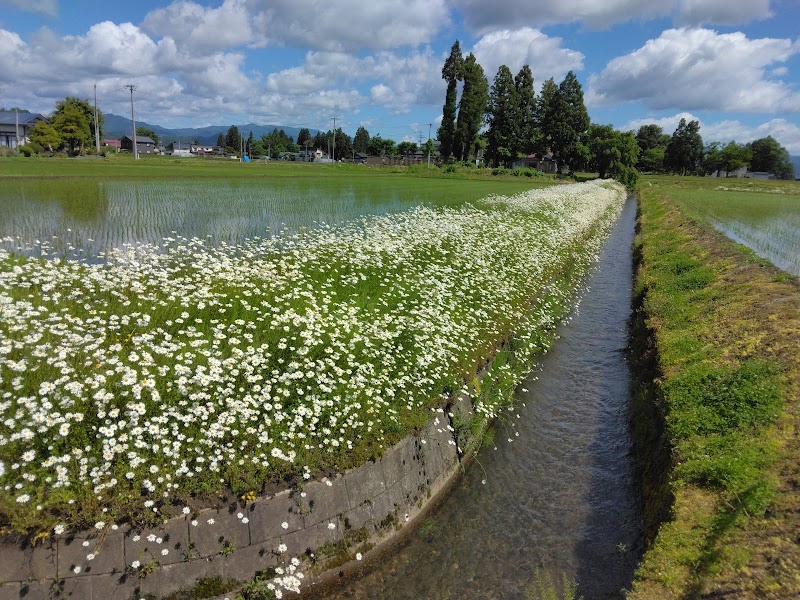 フランスギク群生地