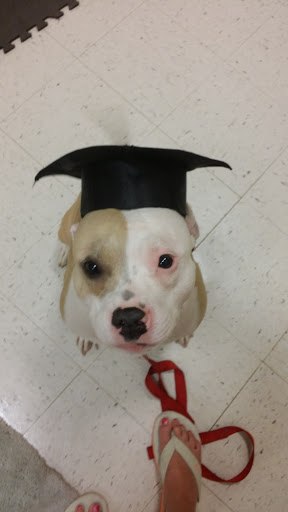 Pet Supply Store «PetSmart», reviews and photos, 1705 N Bechtle Ave, Springfield, OH 45504, USA