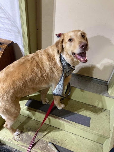 Big Sweeties Grooming Center