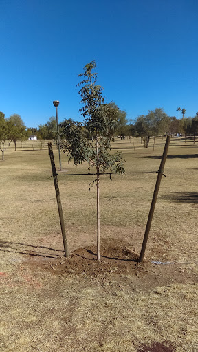 Park «Conocido Park», reviews and photos, 15645 N 31st Dr, Phoenix, AZ 85053, USA