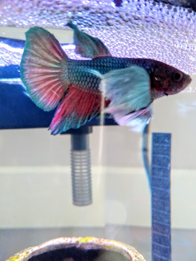 Pet Supply Store «Petco Animal Supplies», reviews and photos, 4161 N Harlem Ave, Norridge, IL 60706, USA