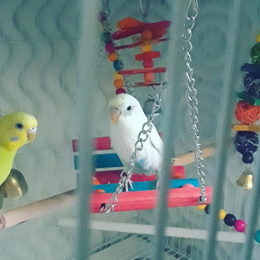 Pet Supply Store «Petco Animal Supplies», reviews and photos, 394 Cox Creek Pkwy, Florence, AL 35630, USA