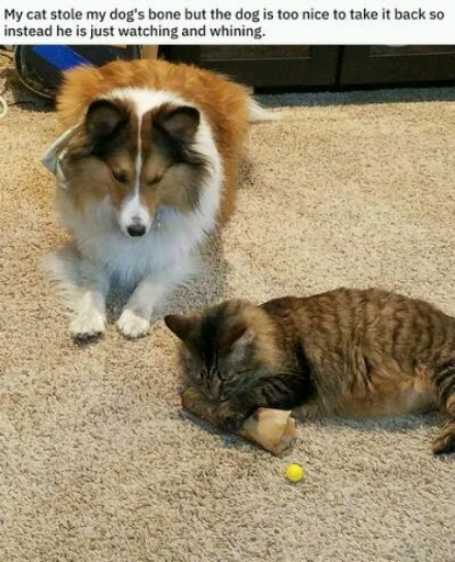 Sporting Goods Store «Santa Rosa Ski and Sports», reviews and photos, 2875 Santa Rosa Ave B2, Santa Rosa, CA 95407, USA