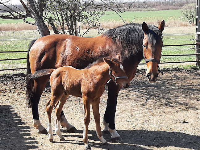 Rosa horses