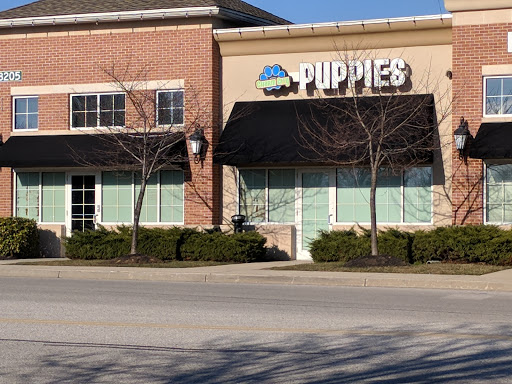 Pet Store «Charm City Puppies», reviews and photos, 8205 Snowden River Pkwy, Columbia, MD 21045, USA