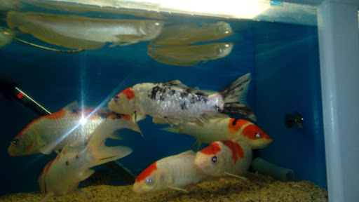Tropical Fish Store «C K Fish World», reviews and photos, 410 N Azusa Ave, West Covina, CA 91791, USA