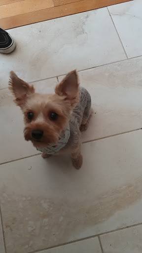 Pet Groomer «Splash and Dash Groomerie & Boutique», reviews and photos, 224 Peachtree East Shopping Center, Peachtree City, GA 30269, USA