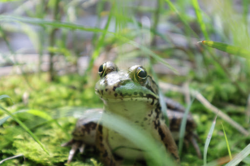 Park «Lykens Glen Park», reviews and photos, 706 Park View Rd, Lykens, PA 17048, USA