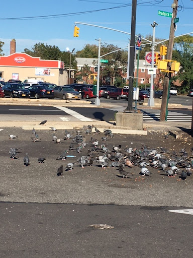 Drug Store «CVS», reviews and photos, 219-39 89th Ave, Queens Village, NY 11427, USA