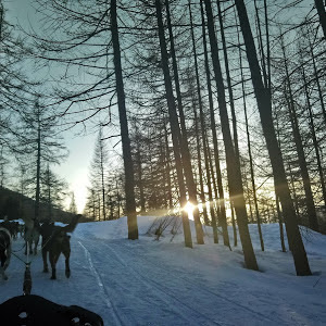 Montgenèvre Chiens de Traineaux Jordi à Montgenèvre