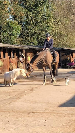 Horse riding lessons Derby