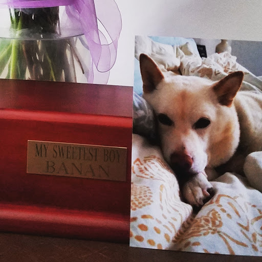 Culpeper Animal Hospital: Kellum Andrea DVM image