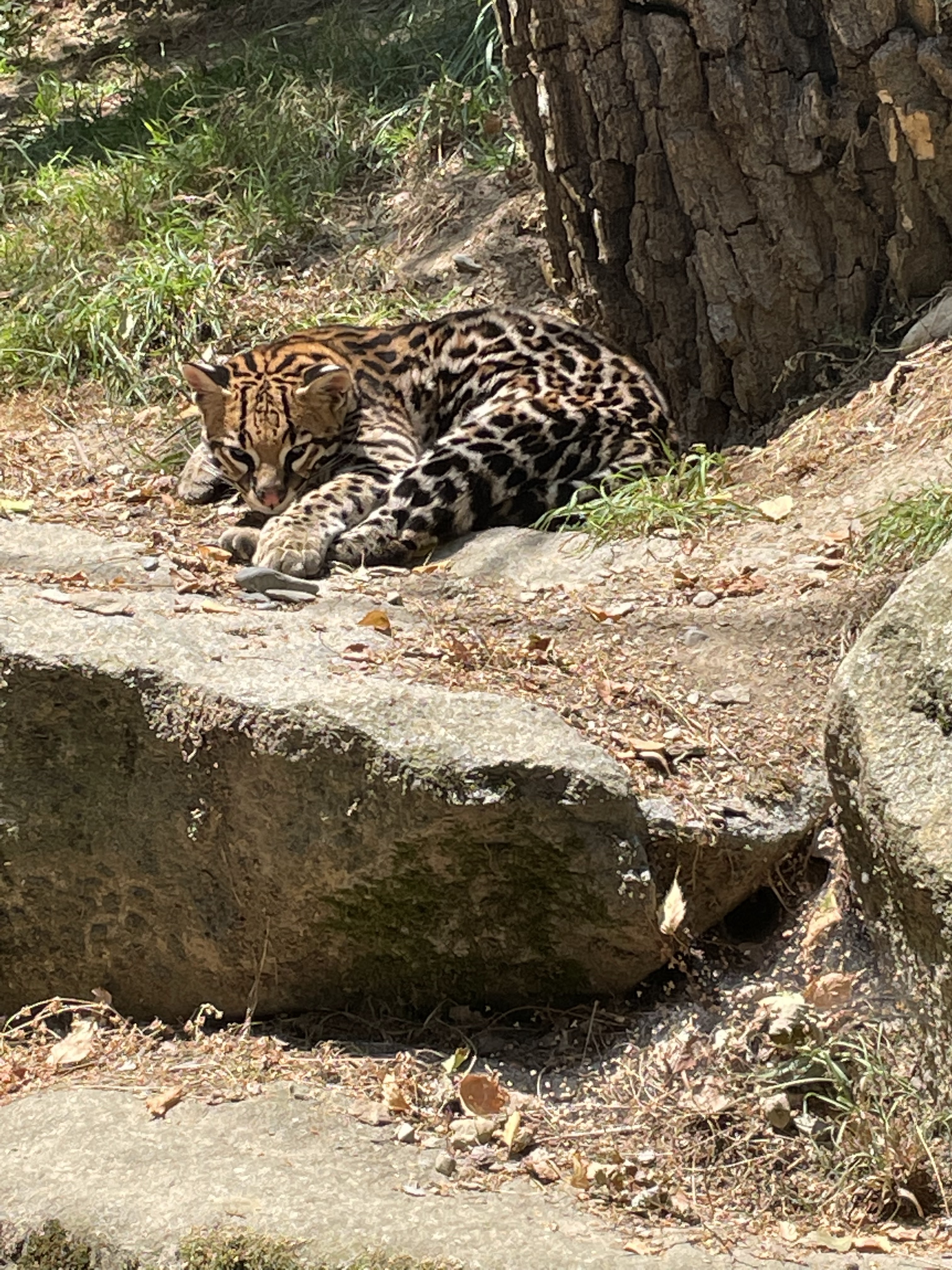 Photo n° 38 de l'avis de Gregory.G fait le 01/08/2022 à 10:31