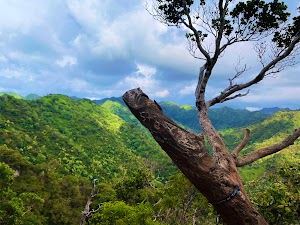Aiea Loop Trail - photo 21