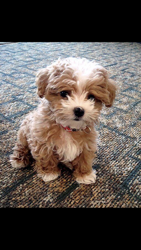 Pet Supply Store «Woof Woof Puppies & Boutique», reviews and photos, 29555 Northwestern Hwy, Southfield, MI 48034, USA