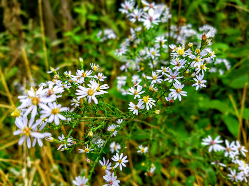 Nature Preserve «Hickory Creek Preserve», reviews and photos, Wolf Rd, Mokena, IL 60448, USA